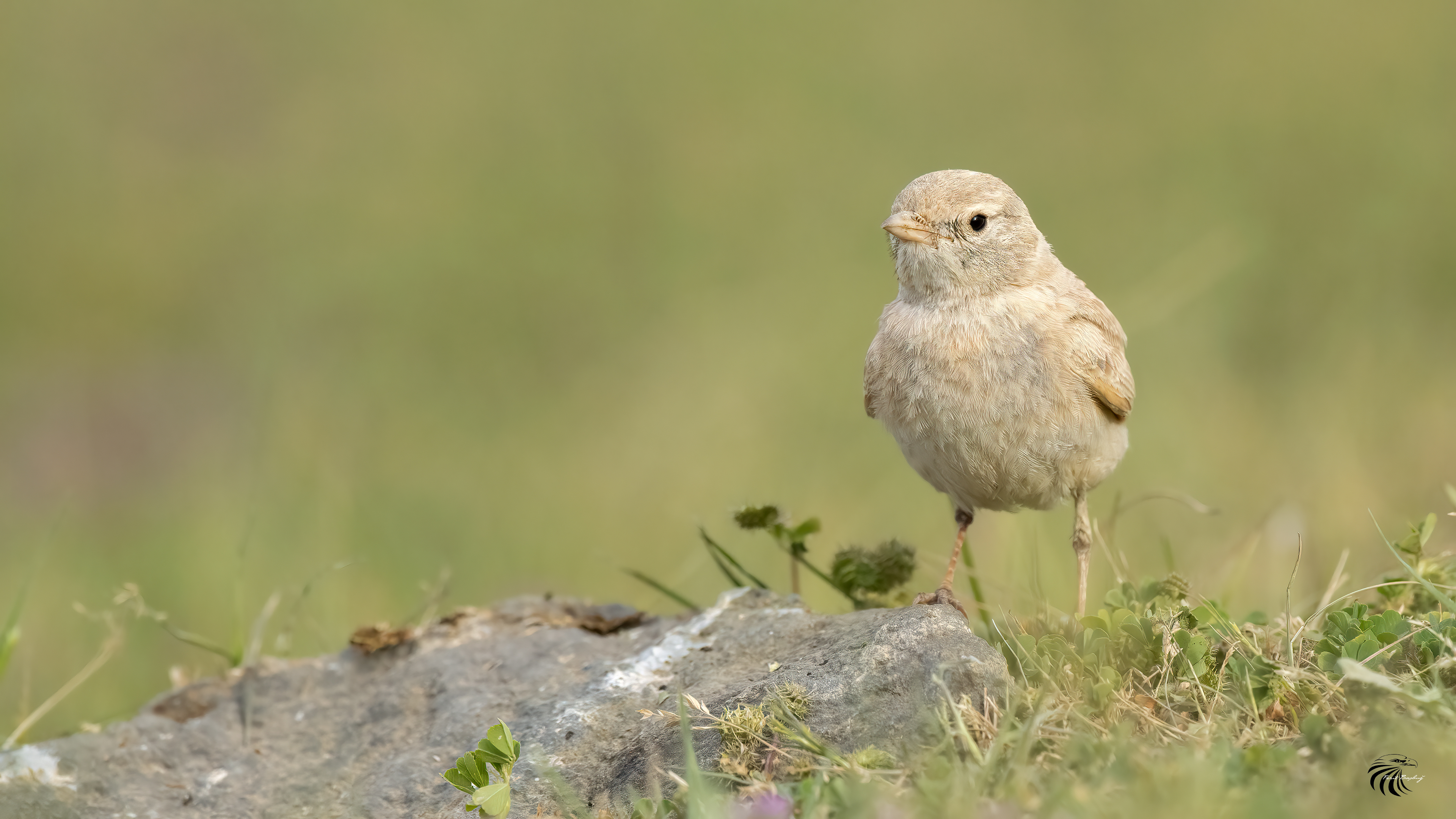 Bar-tailed Lark